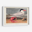 Pl 273 Cenne Tern - John James Audubon | Cuadro decorativo de Canvas Lab
