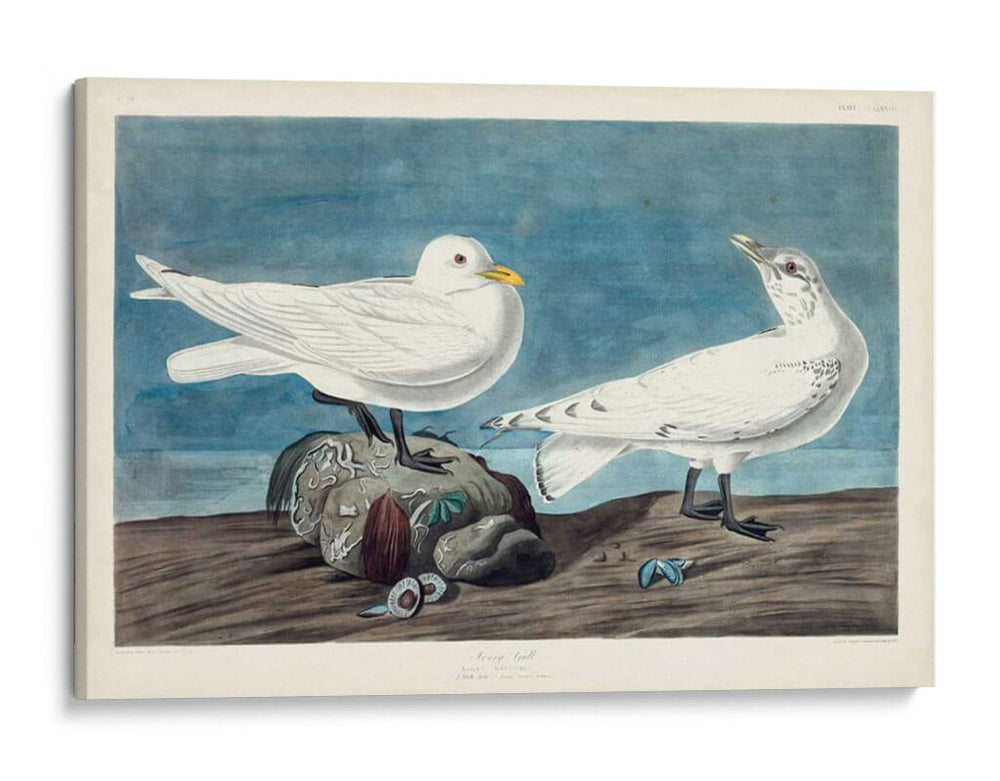 Pl 287 Gaviota De Marfil - John James Audubon | Cuadro decorativo de Canvas Lab