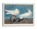 Pl 287 Gaviota De Marfil - John James Audubon | Cuadro decorativo de Canvas Lab
