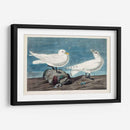 Pl 287 Gaviota De Marfil - John James Audubon | Cuadro decorativo de Canvas Lab