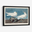 Pl 287 Gaviota De Marfil - John James Audubon | Cuadro decorativo de Canvas Lab