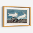 Pl 287 Gaviota De Marfil - John James Audubon | Cuadro decorativo de Canvas Lab
