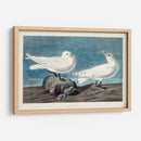 Pl 287 Gaviota De Marfil - John James Audubon | Cuadro decorativo de Canvas Lab
