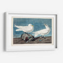 Pl 287 Gaviota De Marfil - John James Audubon | Cuadro decorativo de Canvas Lab