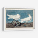 Pl 287 Gaviota De Marfil - John James Audubon | Cuadro decorativo de Canvas Lab
