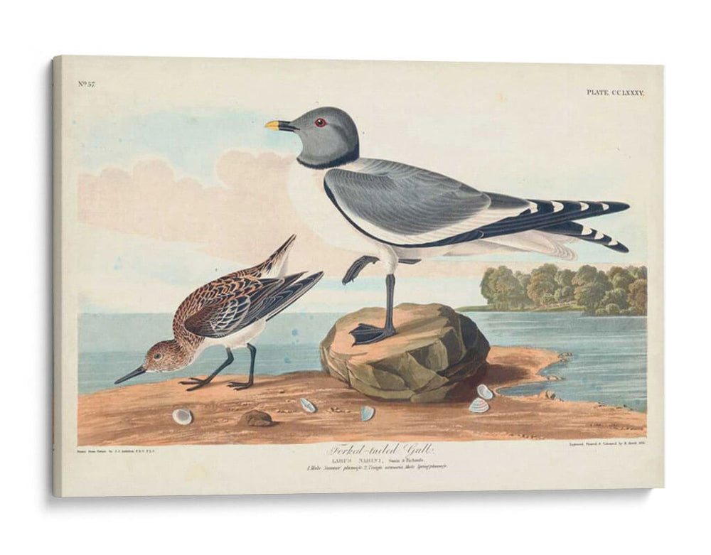 Pl 285 Gaviota De Cola De Tenedor - John James Audubon | Cuadro decorativo de Canvas Lab