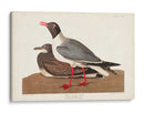 Pl 314 Gaviota De Cabeza Negra - John James Audubon | Cuadro decorativo de Canvas Lab