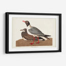 Pl 314 Gaviota De Cabeza Negra - John James Audubon | Cuadro decorativo de Canvas Lab