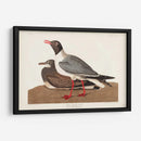 Pl 314 Gaviota De Cabeza Negra - John James Audubon | Cuadro decorativo de Canvas Lab
