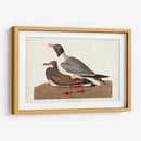 Pl 314 Gaviota De Cabeza Negra - John James Audubon | Cuadro decorativo de Canvas Lab