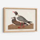 Pl 314 Gaviota De Cabeza Negra - John James Audubon | Cuadro decorativo de Canvas Lab