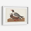 Pl 314 Gaviota De Cabeza Negra - John James Audubon | Cuadro decorativo de Canvas Lab