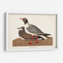 Pl 314 Gaviota De Cabeza Negra - John James Audubon | Cuadro decorativo de Canvas Lab
