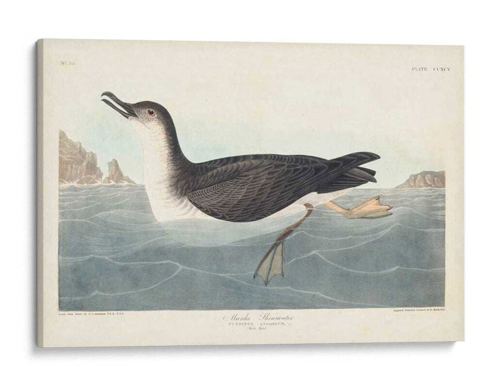 Pl 295 Manks Shearwater - John James Audubon | Cuadro decorativo de Canvas Lab