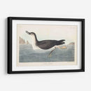 Pl 295 Manks Shearwater - John James Audubon | Cuadro decorativo de Canvas Lab