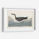 Pl 295 Manks Shearwater - John James Audubon | Cuadro decorativo de Canvas Lab