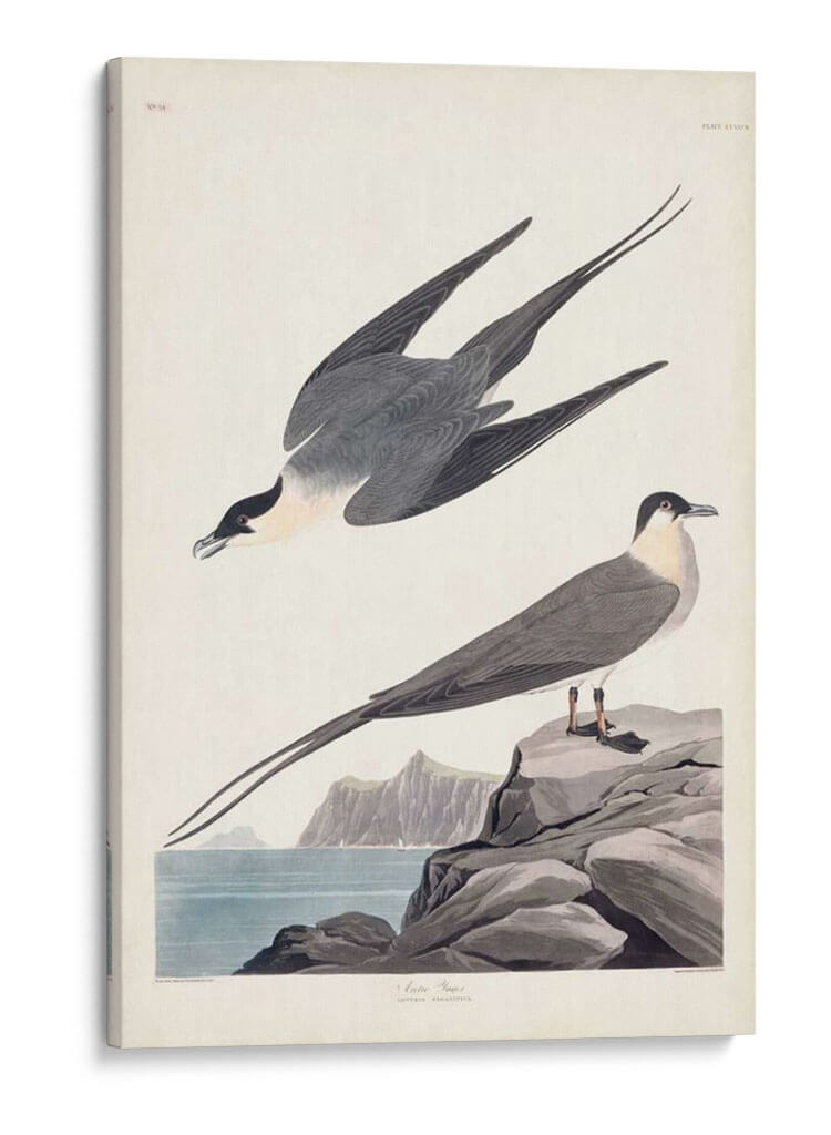 Pl 267 Artic Yager - John James Audubon | Cuadro decorativo de Canvas Lab