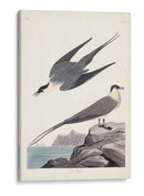 Pl 267 Artic Yager - John James Audubon | Cuadro decorativo de Canvas Lab