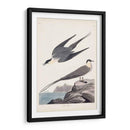 Pl 267 Artic Yager - John James Audubon | Cuadro decorativo de Canvas Lab