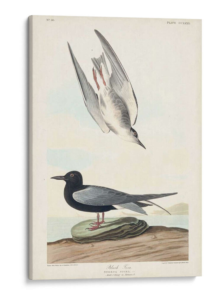 Pl 280 Negro Tern - John James Audubon | Cuadro decorativo de Canvas Lab