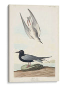 Pl 280 Negro Tern - John James Audubon | Cuadro decorativo de Canvas Lab