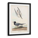 Pl 280 Negro Tern - John James Audubon | Cuadro decorativo de Canvas Lab