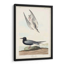 Pl 280 Negro Tern - John James Audubon | Cuadro decorativo de Canvas Lab