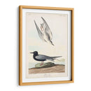 Pl 280 Negro Tern - John James Audubon | Cuadro decorativo de Canvas Lab
