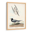 Pl 280 Negro Tern - John James Audubon | Cuadro decorativo de Canvas Lab
