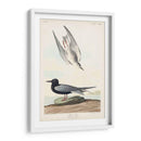 Pl 280 Negro Tern - John James Audubon | Cuadro decorativo de Canvas Lab