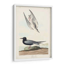 Pl 280 Negro Tern - John James Audubon | Cuadro decorativo de Canvas Lab
