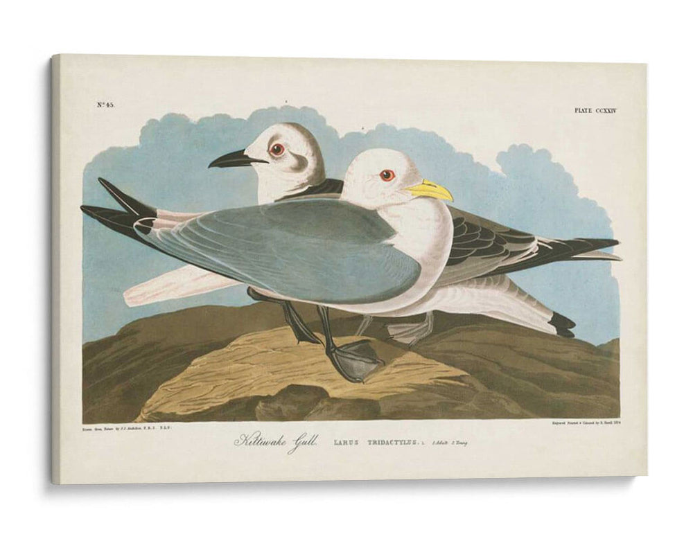 Pl 224 Kittiwake Gaviota - John James Audubon | Cuadro decorativo de Canvas Lab