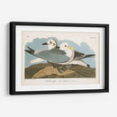 Pl 224 Kittiwake Gaviota - John James Audubon | Cuadro decorativo de Canvas Lab