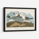 Pl 224 Kittiwake Gaviota - John James Audubon | Cuadro decorativo de Canvas Lab