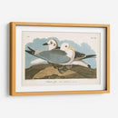 Pl 224 Kittiwake Gaviota - John James Audubon | Cuadro decorativo de Canvas Lab
