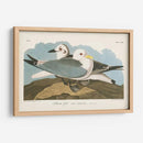Pl 224 Kittiwake Gaviota - John James Audubon | Cuadro decorativo de Canvas Lab