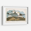 Pl 224 Kittiwake Gaviota - John James Audubon | Cuadro decorativo de Canvas Lab