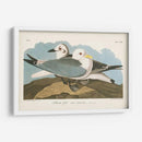 Pl 224 Kittiwake Gaviota - John James Audubon | Cuadro decorativo de Canvas Lab