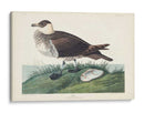 Pl 253 Jager - John James Audubon | Cuadro decorativo de Canvas Lab