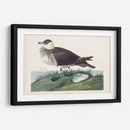 Pl 253 Jager - John James Audubon | Cuadro decorativo de Canvas Lab