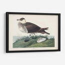 Pl 253 Jager - John James Audubon | Cuadro decorativo de Canvas Lab