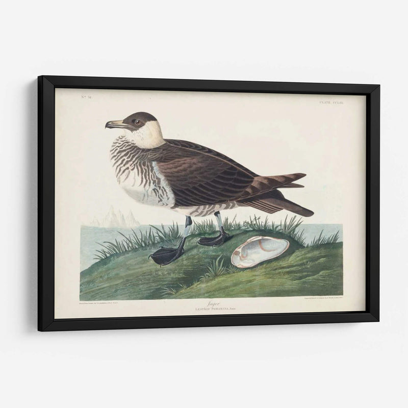 Pl 253 Jager - John James Audubon | Cuadro decorativo de Canvas Lab