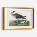 Pl 253 Jager - John James Audubon | Cuadro decorativo de Canvas Lab
