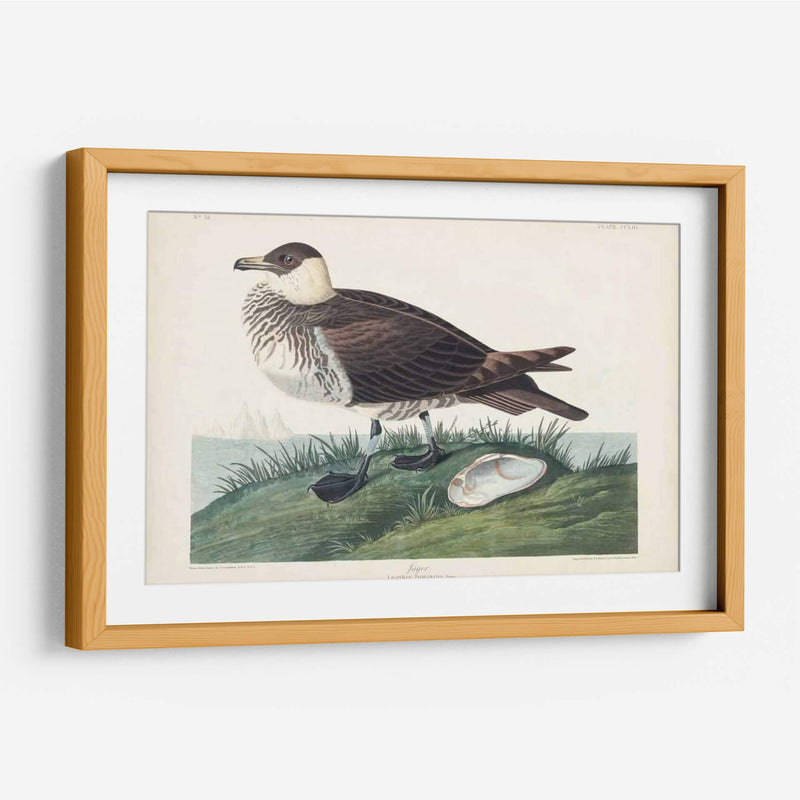 Pl 253 Jager - John James Audubon | Cuadro decorativo de Canvas Lab