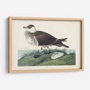 Pl 253 Jager - John James Audubon | Cuadro decorativo de Canvas Lab