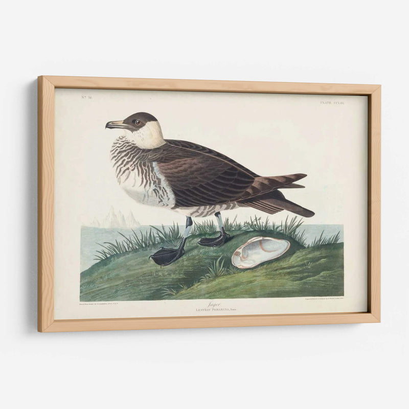 Pl 253 Jager - John James Audubon | Cuadro decorativo de Canvas Lab