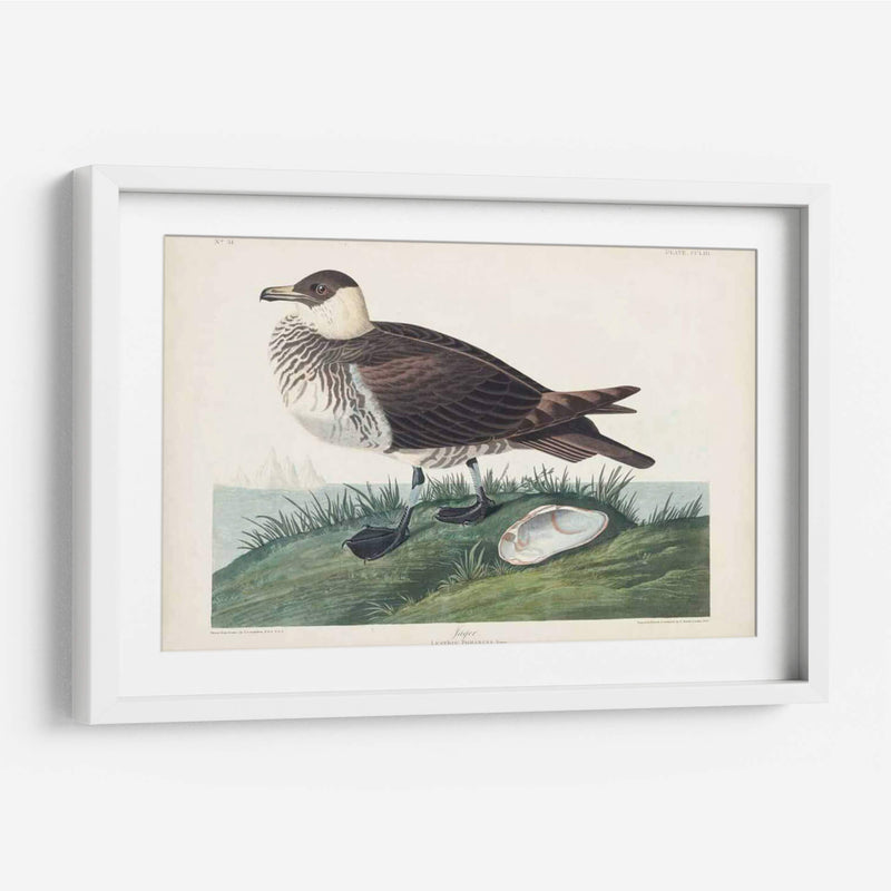 Pl 253 Jager - John James Audubon | Cuadro decorativo de Canvas Lab