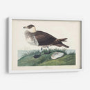 Pl 253 Jager - John James Audubon | Cuadro decorativo de Canvas Lab