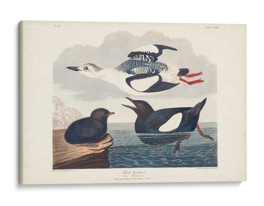 Pl 219 Negro Gillemot - John James Audubon | Cuadro decorativo de Canvas Lab
