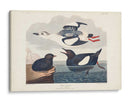 Pl 219 Negro Gillemot - John James Audubon | Cuadro decorativo de Canvas Lab